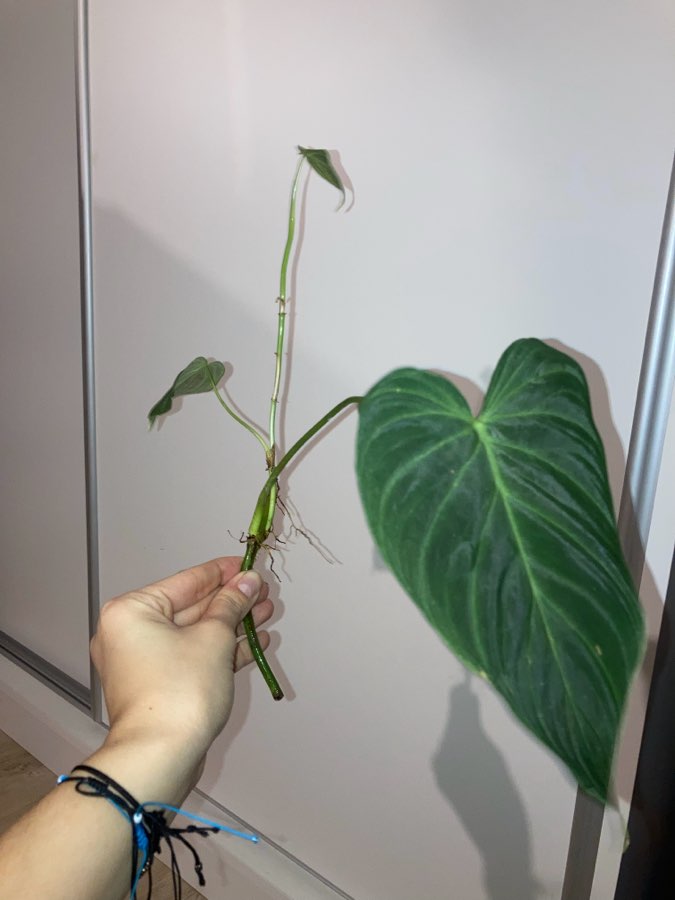 Philodendron splendid 4