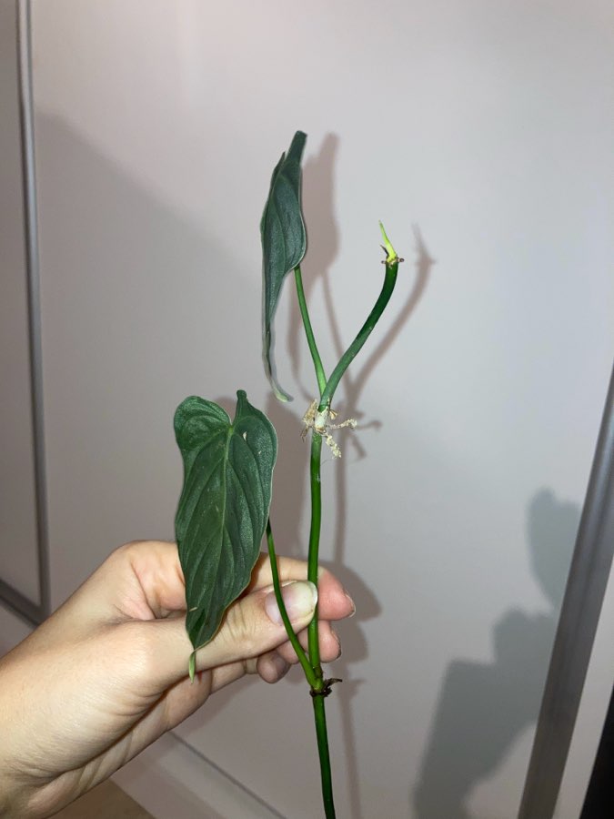 Philodendron splendid 3