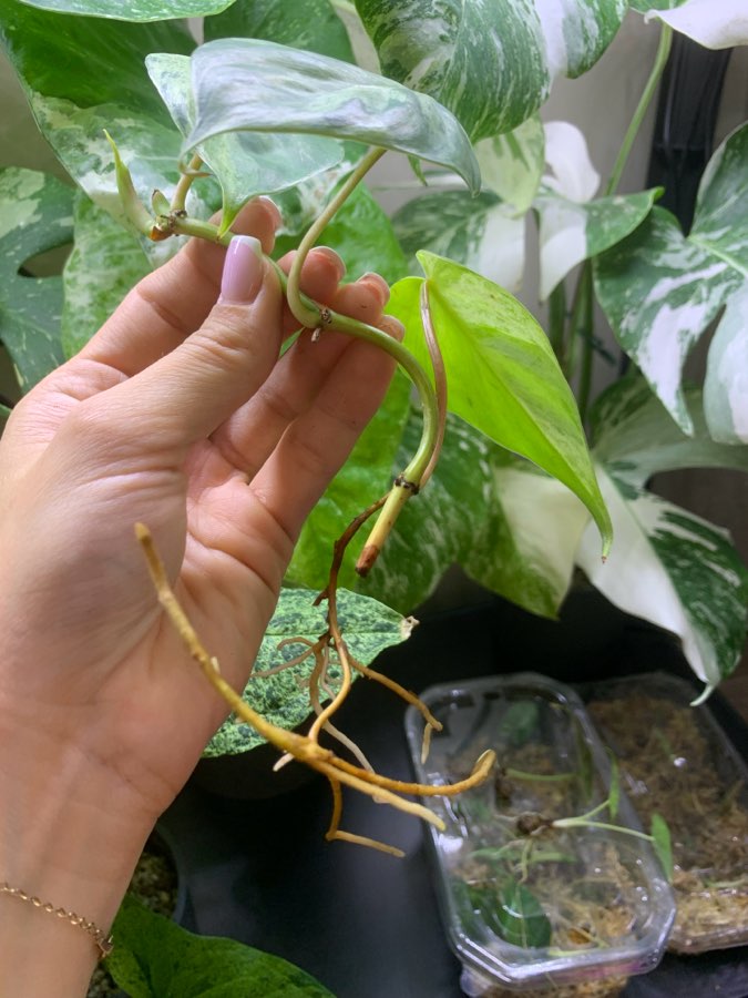 Philodendron hederaceum variegata 2