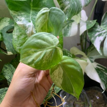 Philodendron hederaceum variegata