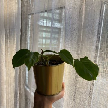 Philodendron burle marx