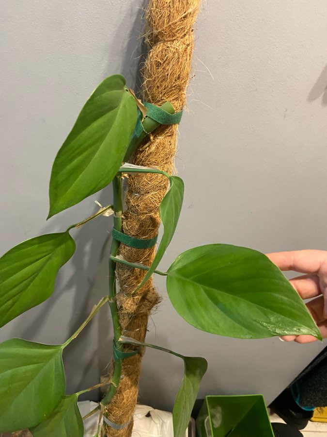 rhaphidophora pertusa cięte węzły 3