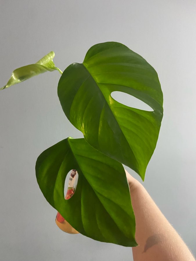 rhaphidophora pertusa cięte węzły 4