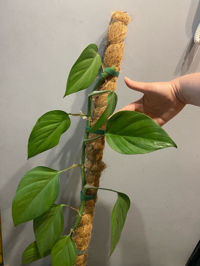 rhaphidophora pertusa cięte węzły 2