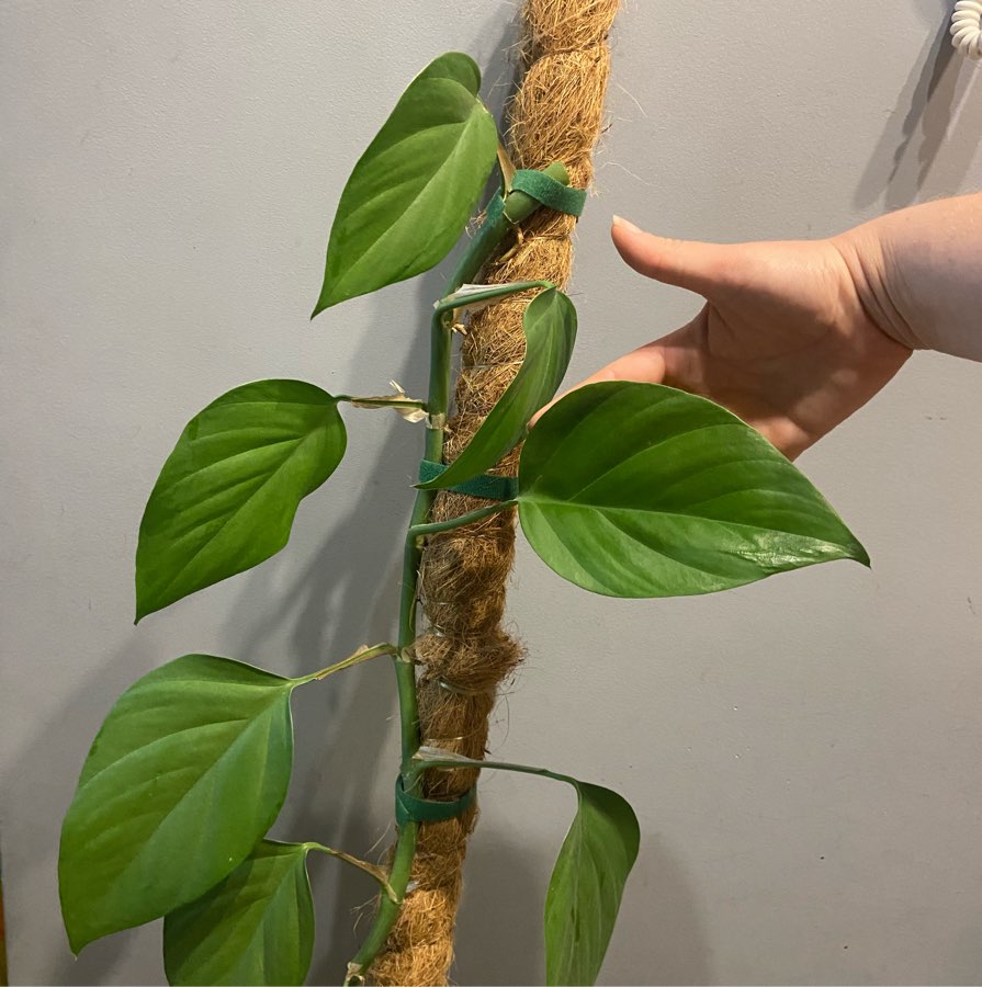 rhaphidophora pertusa cięte węzły