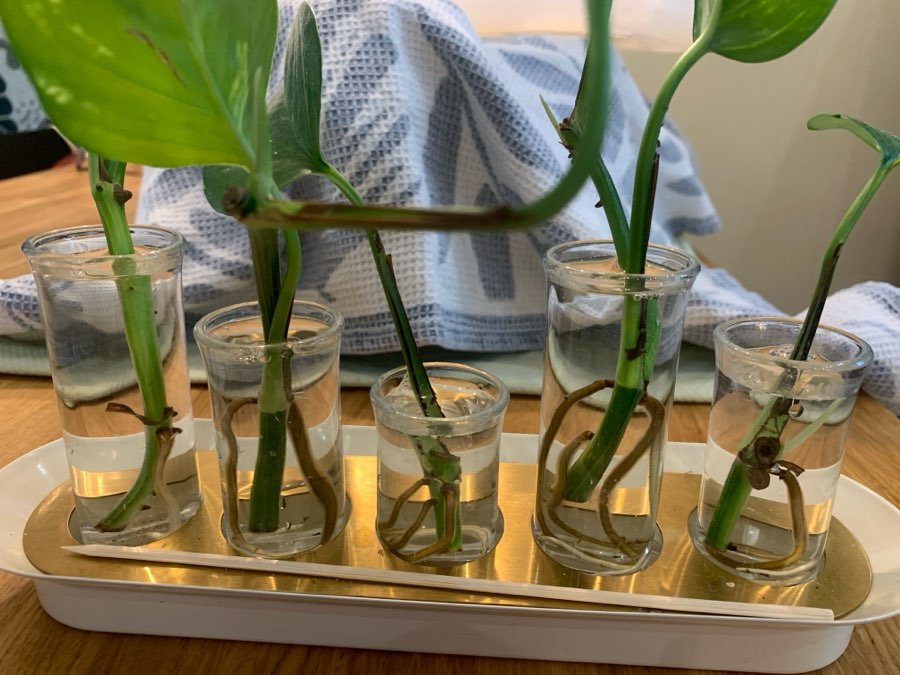 Epipremnum złociste 🌱 2