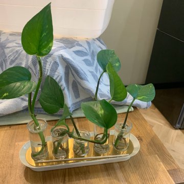 Epipremnum złociste 🌱