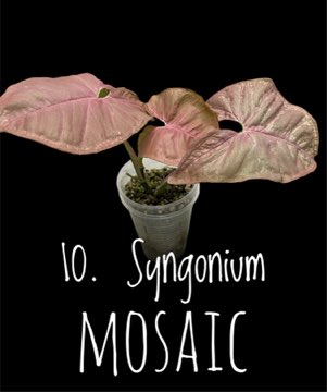 Syngonium Pink Mosaic