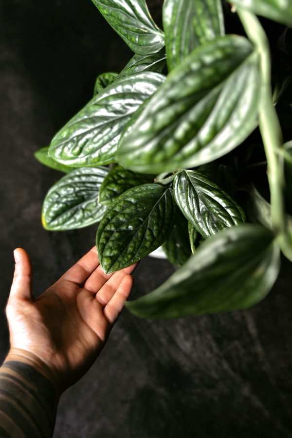 Monstera Karstenianum sp. Peru / Scindapsus Marble Planet 4