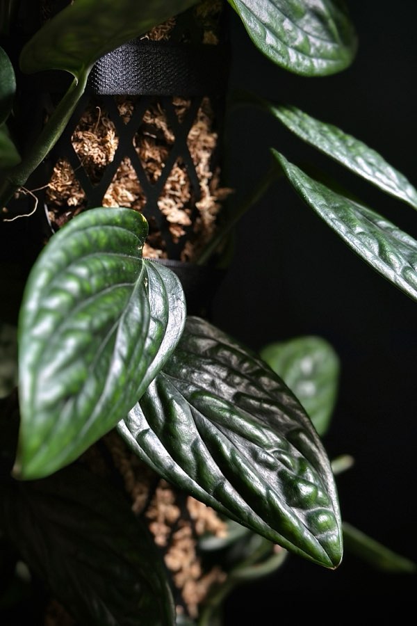 Monstera Karstenianum sp. Peru / Scindapsus Marble Planet 2