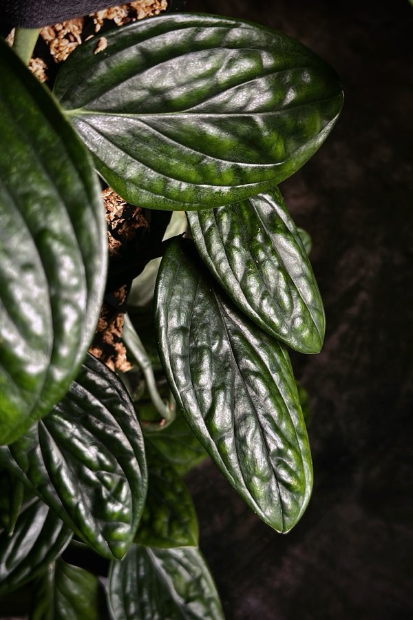 Monstera Karstenianum sp. Peru / Scindapsus Marble Planet 3