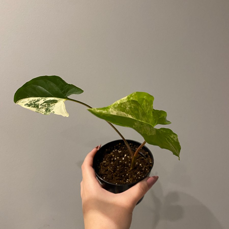 Syngonium Emerald Gem