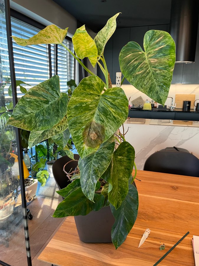 Philodendron Giganteum Variegata 2