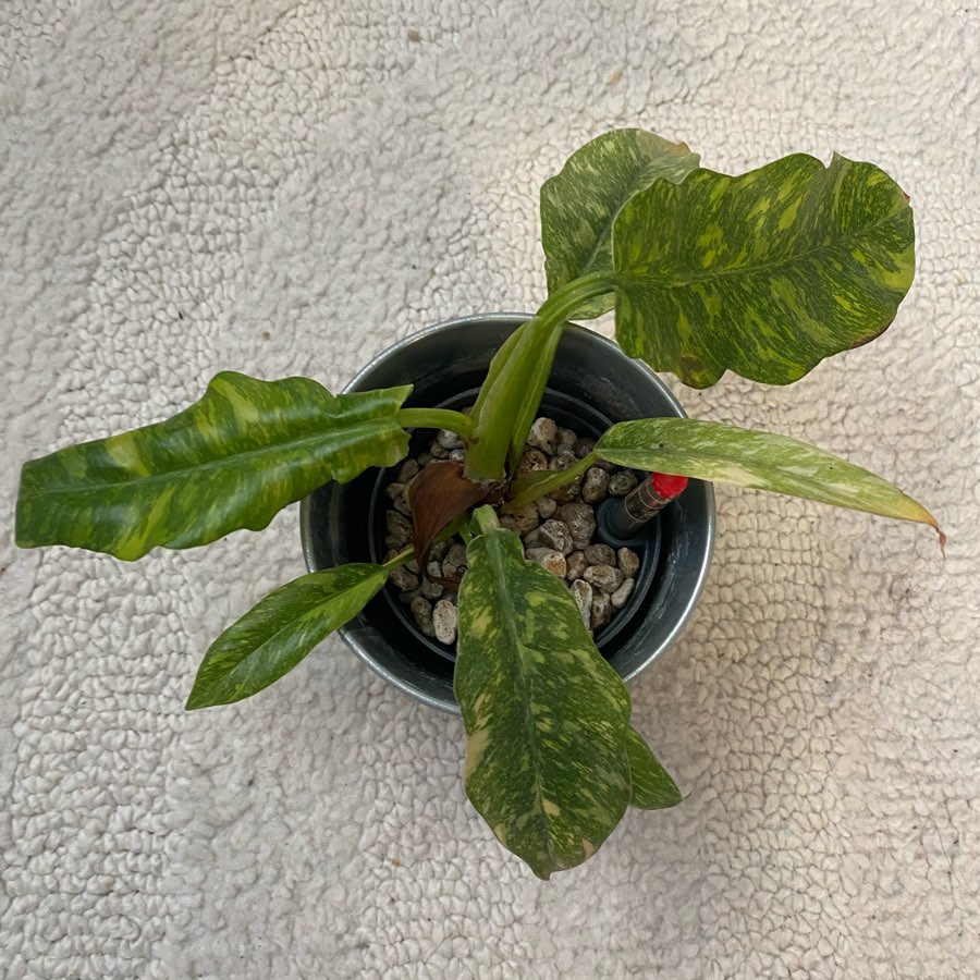 Philodendron Ring of Fire