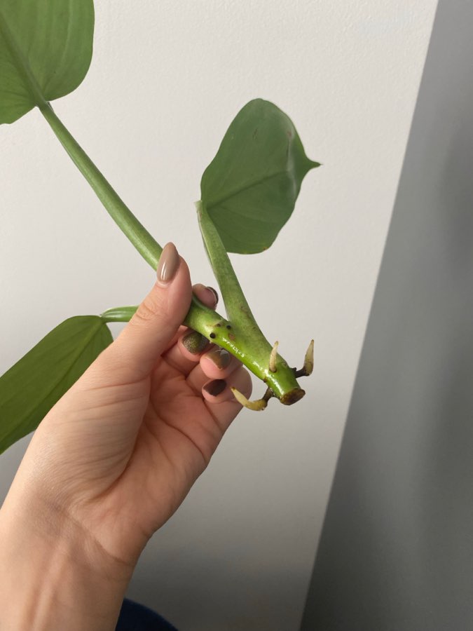 Philodendron Silver Queen 2