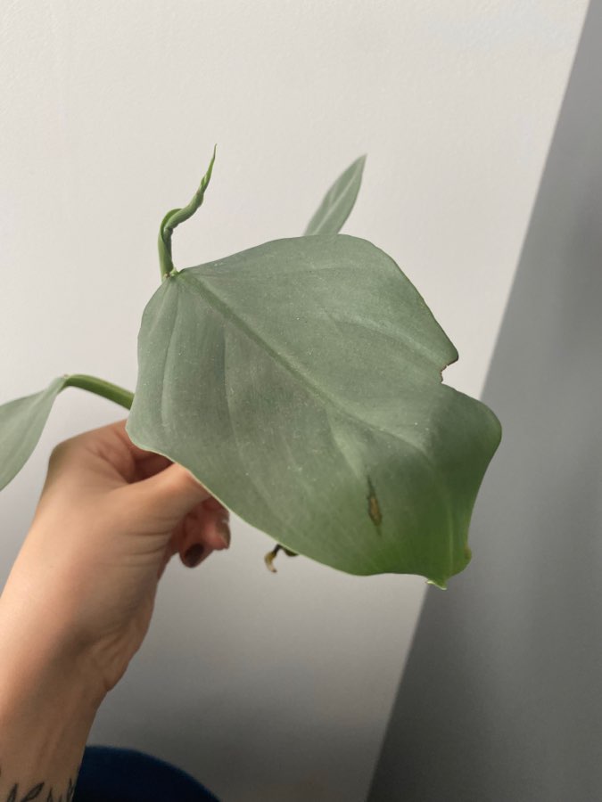 Philodendron Silver Queen 4