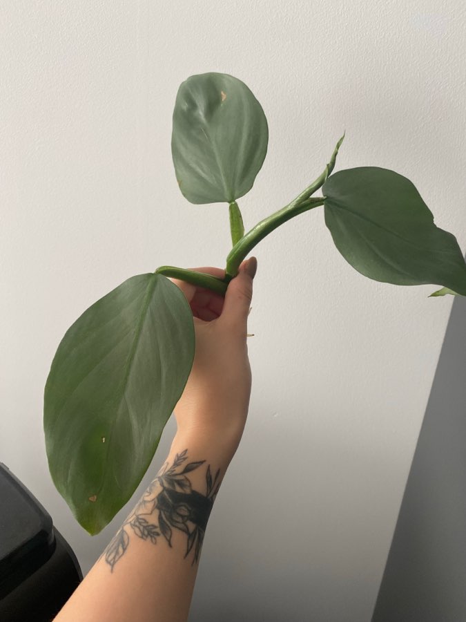 Philodendron Silver Queen 3