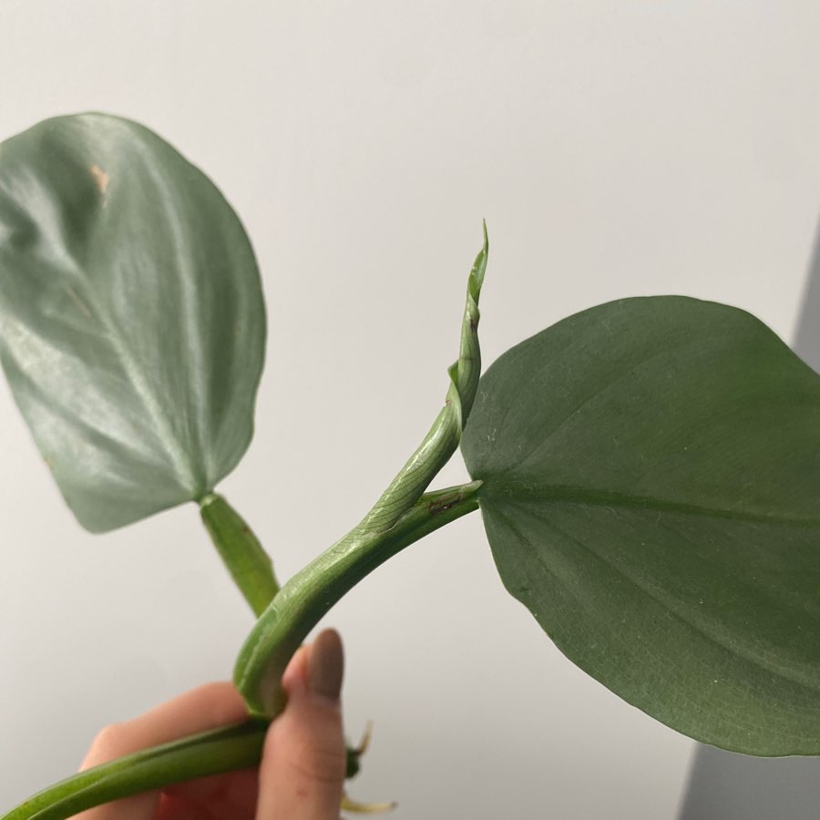 Philodendron Silver Queen