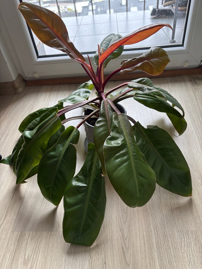 Filodendron ‚Prince of Orange' 2