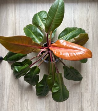 Filodendron ‚Prince of Orange'