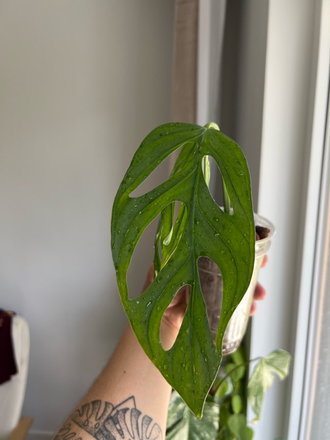 Monstera Esqueleto 3