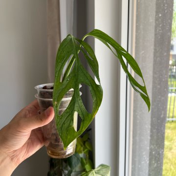 Monstera Esqueleto