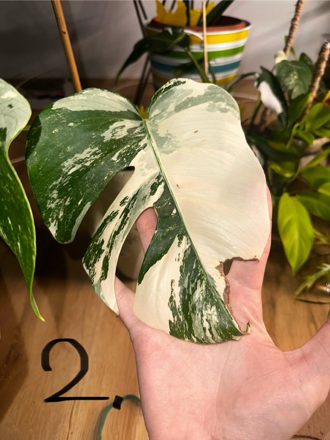 Monstera Variegata 2