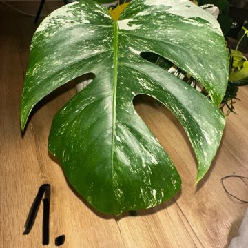 Monstera Variegata