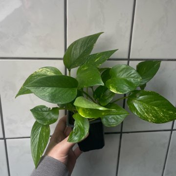 Epipremnum Aurerum