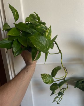 Epipremnum Aurerum