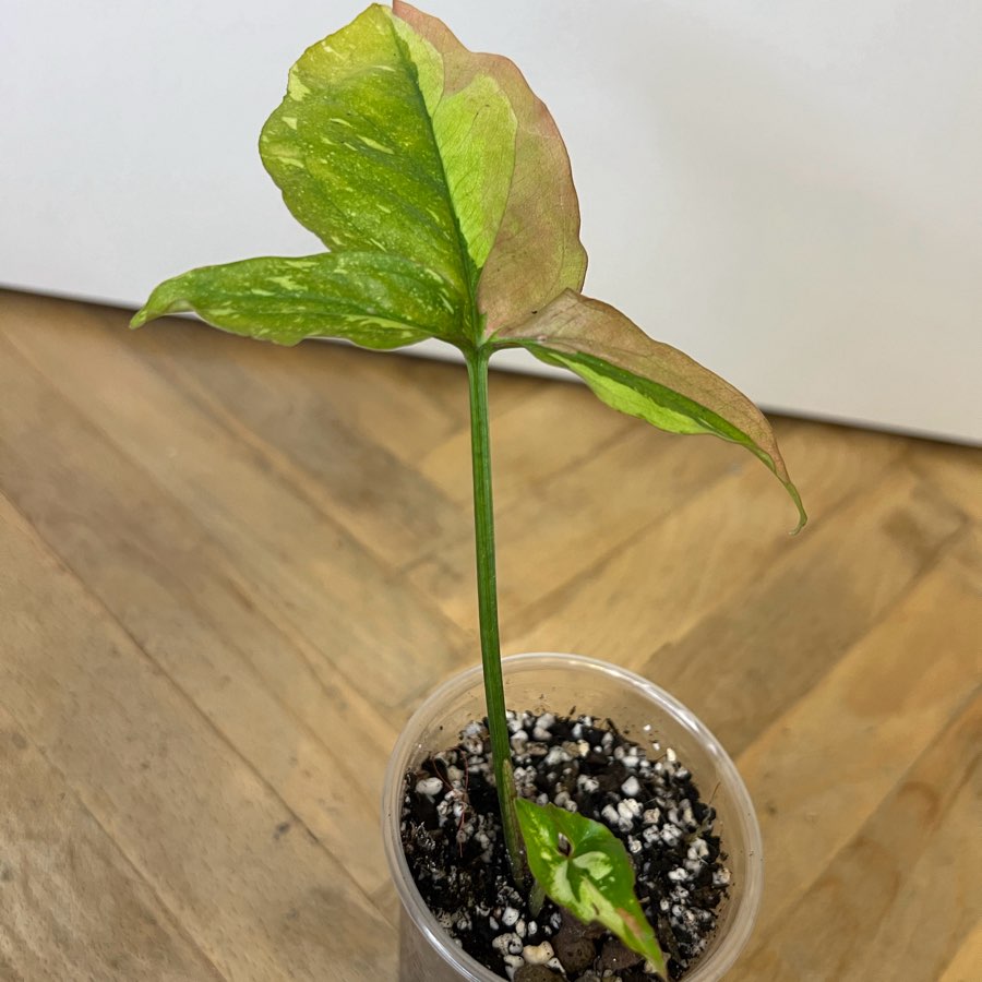 syngonium red spot tricolor