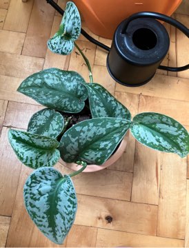 Scindapsus pictus