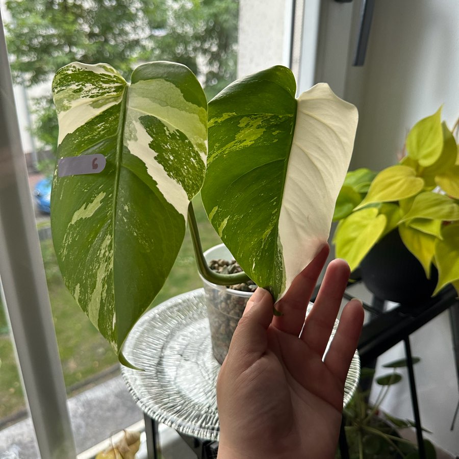 Monstera Variegata