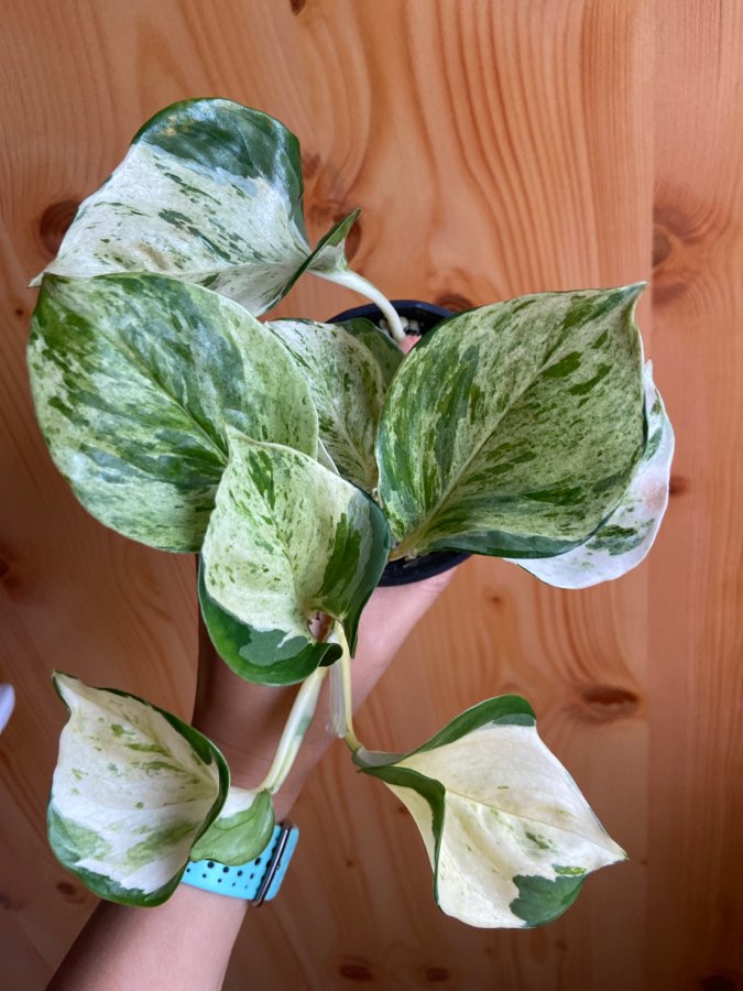 Epipremnum manjula (happy leave) 2