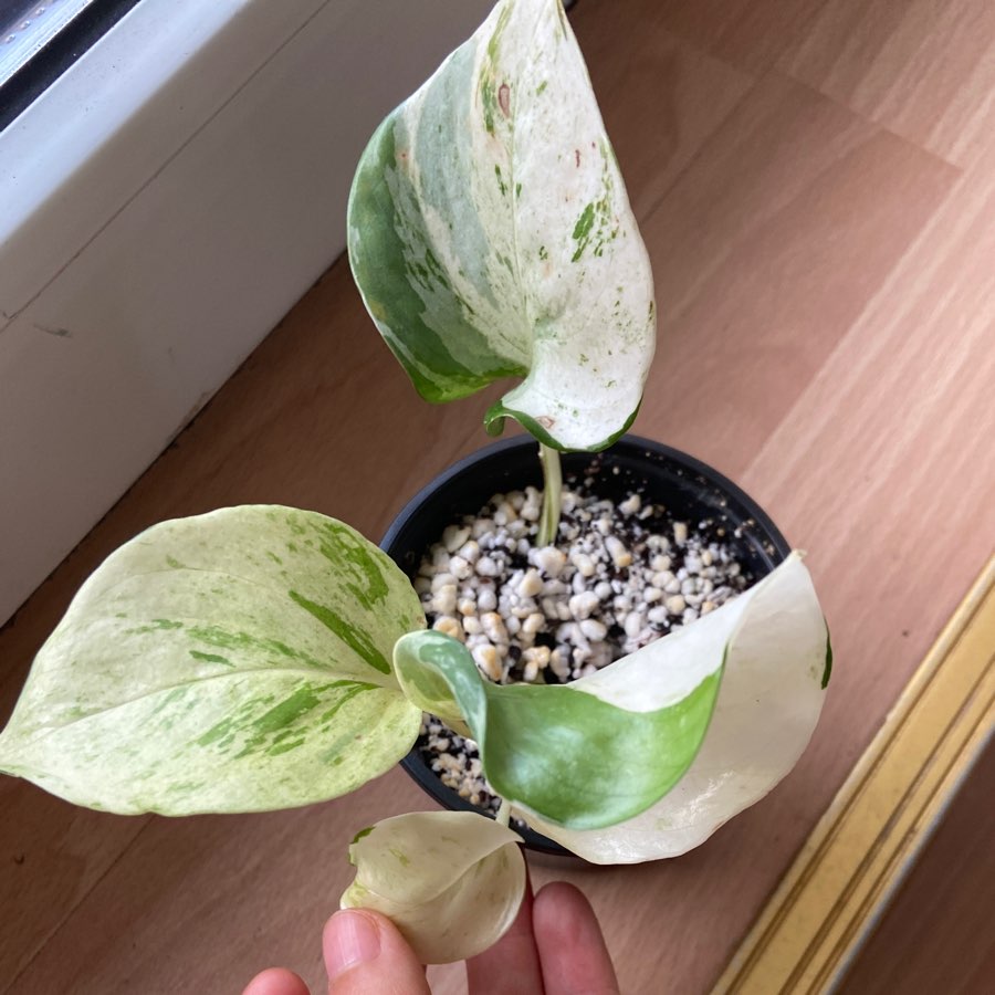 Epipremnum manjula (happy leave)