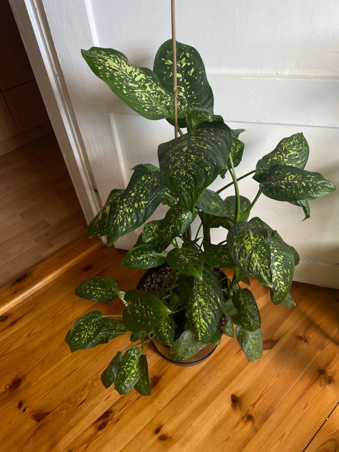 Dieffenbachia Seguine Tropic Rain 2