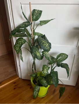 Dieffenbachia Seguine Tropic Rain XXL 100 cm + doniczka