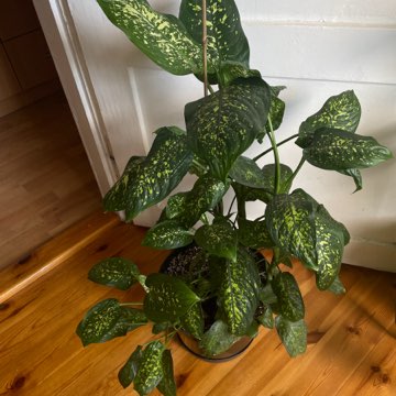 Dieffenbachia Seguine Tropic Rain