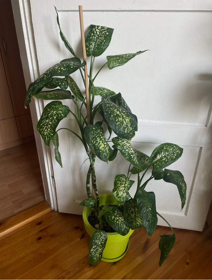 Dieffenbachia Seguine Tropic Rain XXL 100 cm + doniczka
