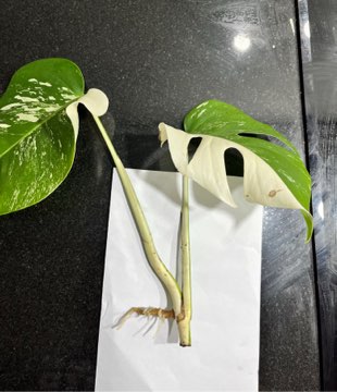 Monstera variegata