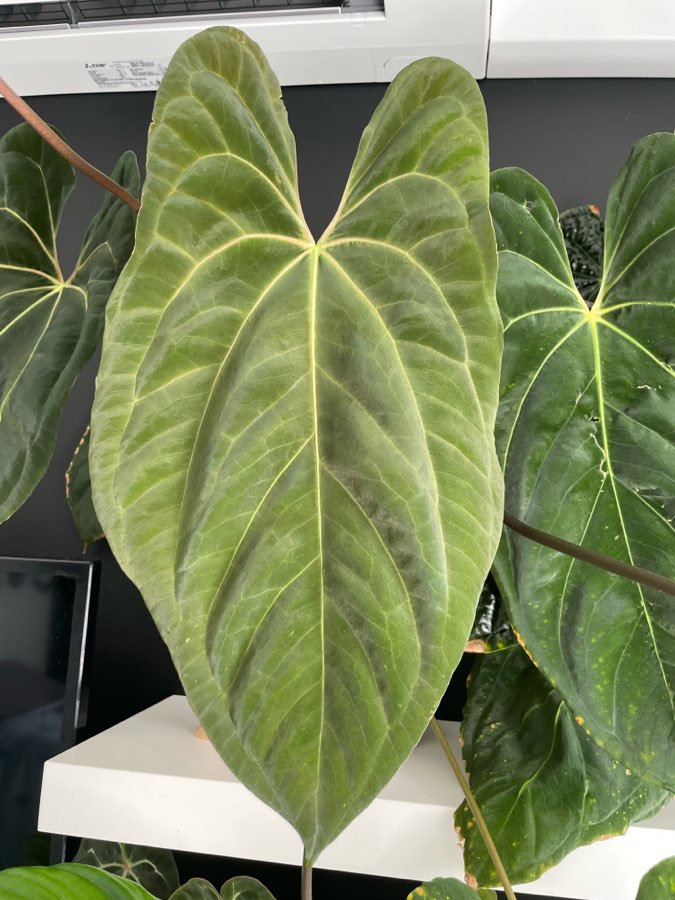 Anthurium Dark Phoenix x (self?) 2