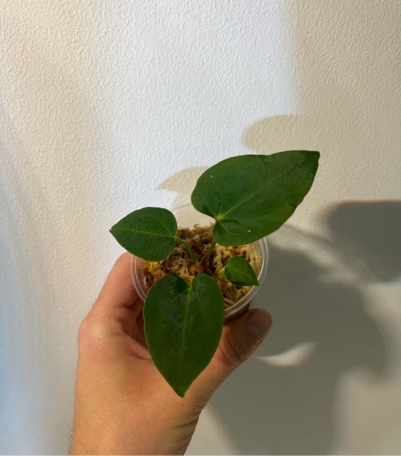 Anthurium Dark Phoenix