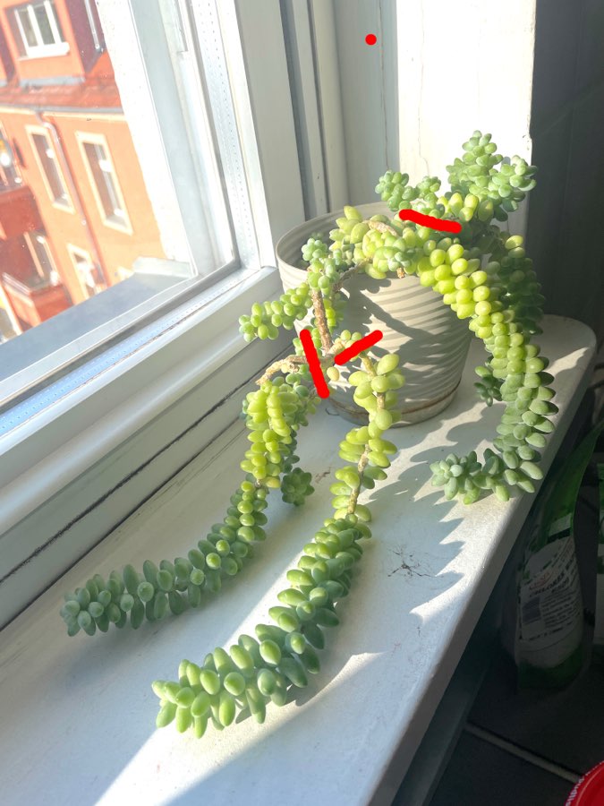 Sedum Burrito 2