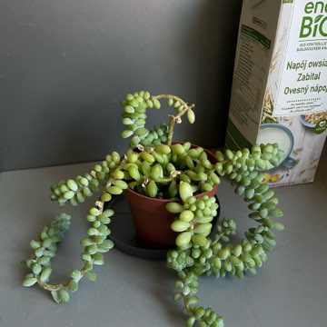 Sedum Burrito