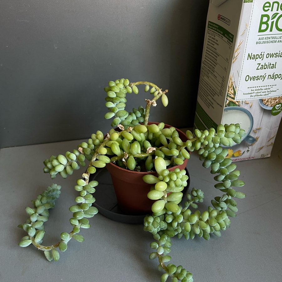 Sedum Burrito