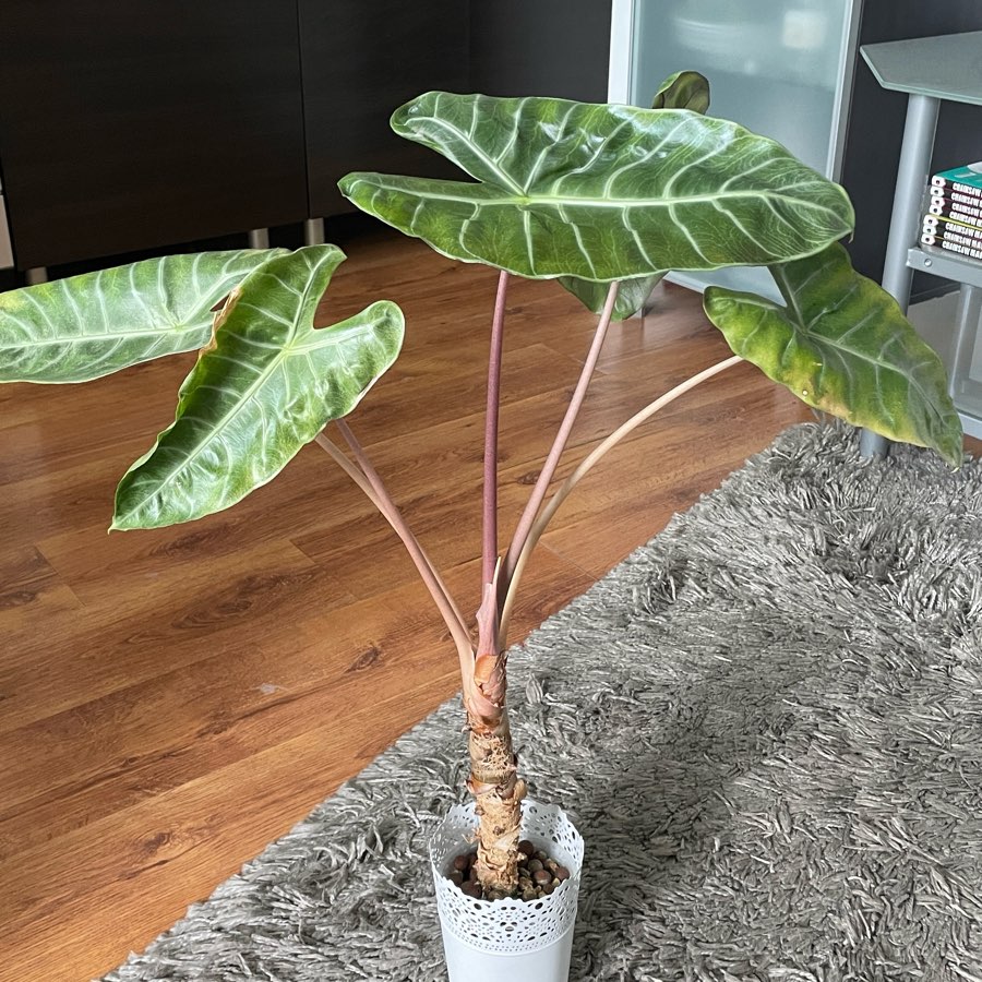 Alocasia Pink Dragon