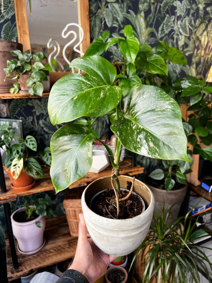 Monstera Variegata 🌱 2