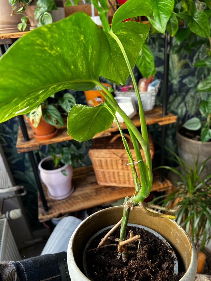 Monstera Variegata 🌱 3