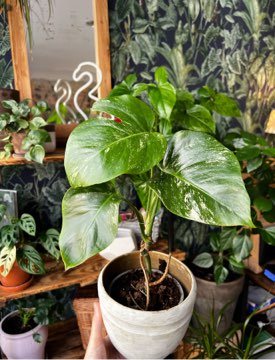 Monstera Variegata 🌱