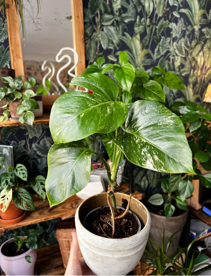 Monstera Variegata 🌱